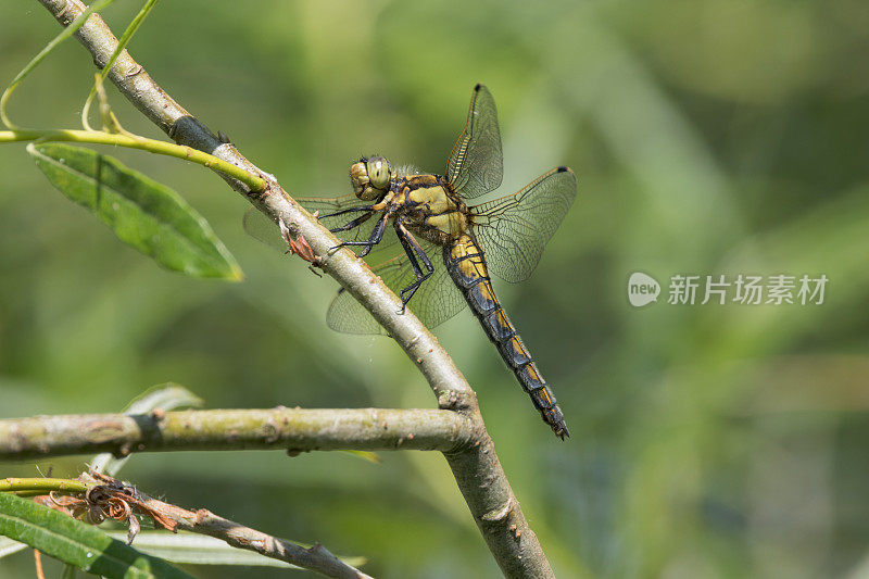 黑尾掠翅蜻蜓(Orthetrum cancellatum)